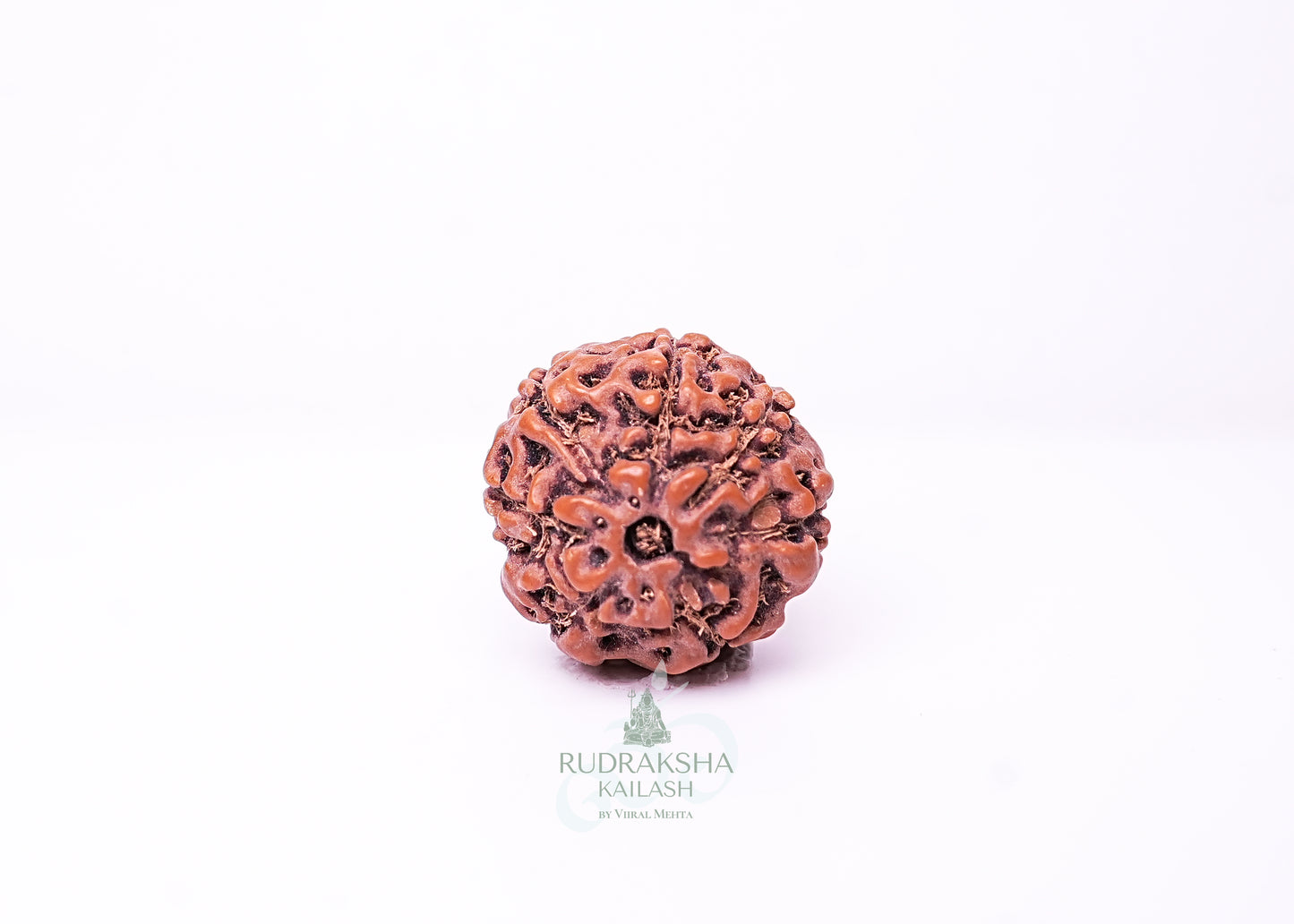 7 Mukhi Indonesian Rudraksha - 0707