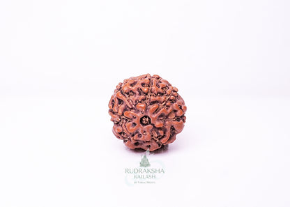 7 Mukhi Indonesian Rudraksha - 0707