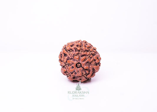 7 Mukhi Indonesian Rudraksha - 0707