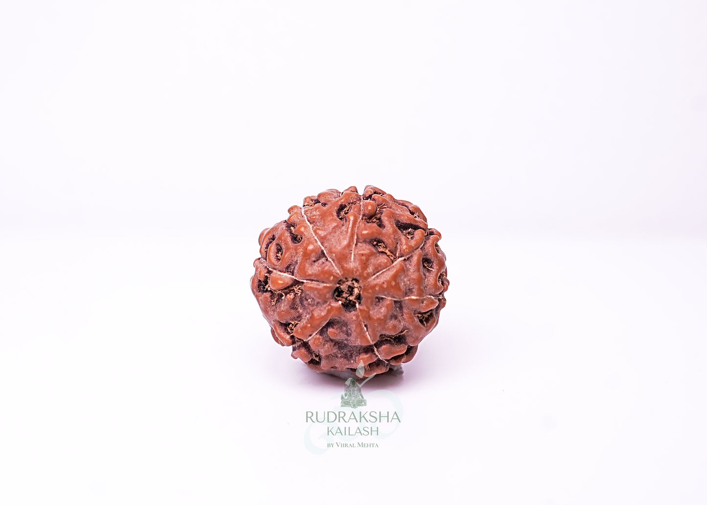 7 Mukhi Indonesian Rudraksha - 0707
