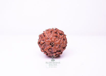 7 Mukhi Indonesian Rudraksha - 0707