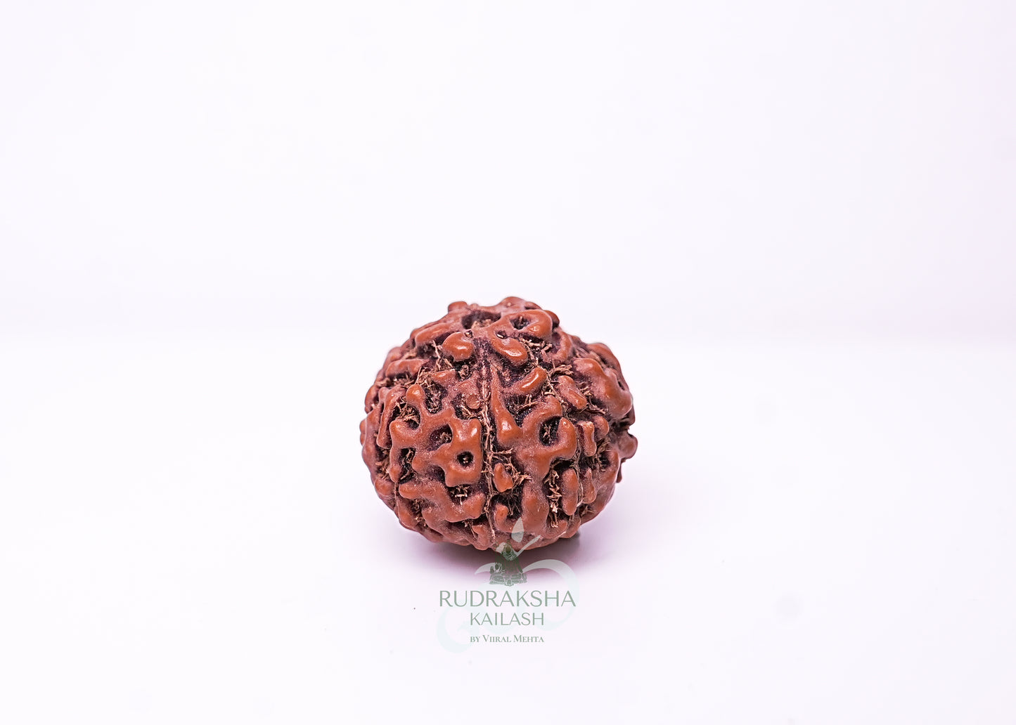 7 Mukhi Indonesian Rudraksha - 0707