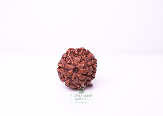 7 Mukhi Indonesian Rudraksha - 0708