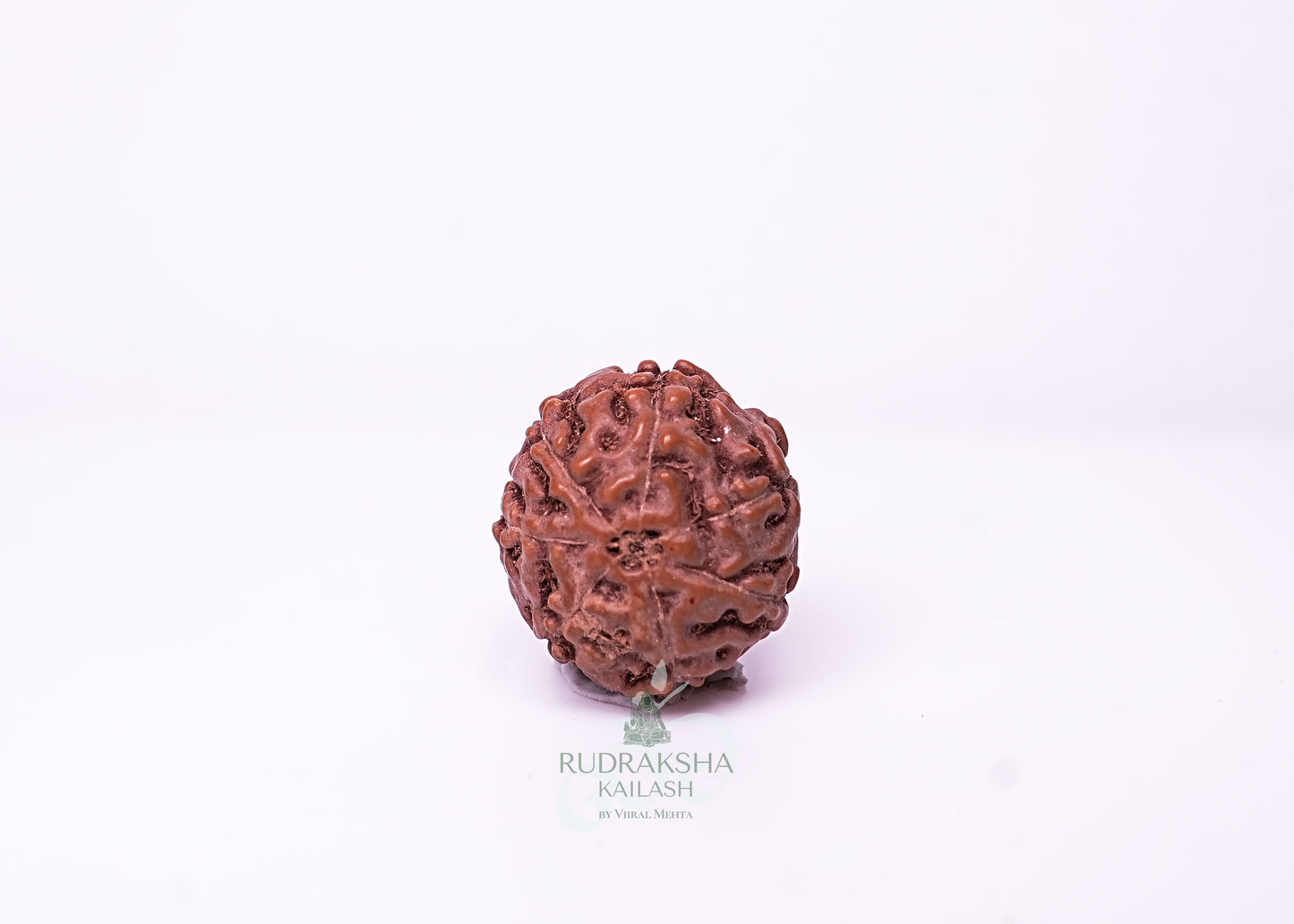 7 Mukhi Indonesian Rudraksha - 0708
