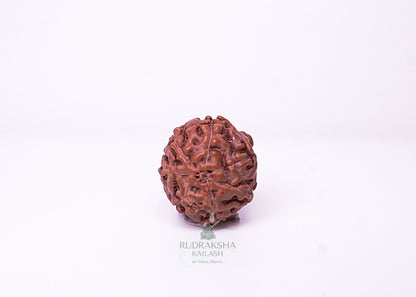 7 Mukhi Indonesian Rudraksha - 0708