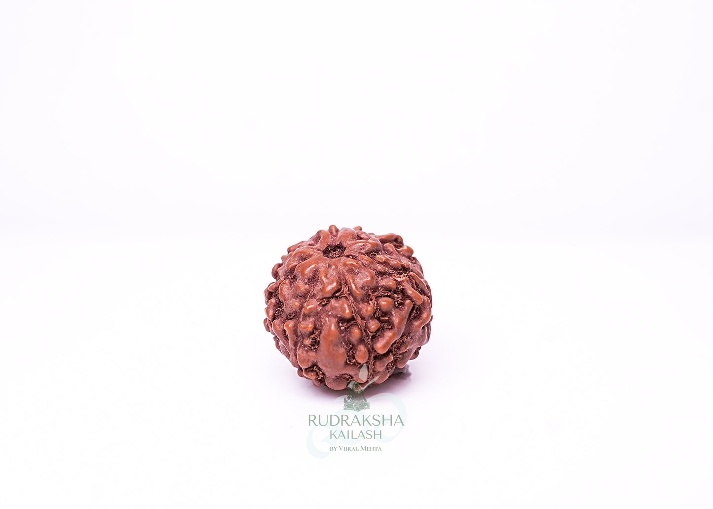 7 Mukhi Indonesian Rudraksha - 0708