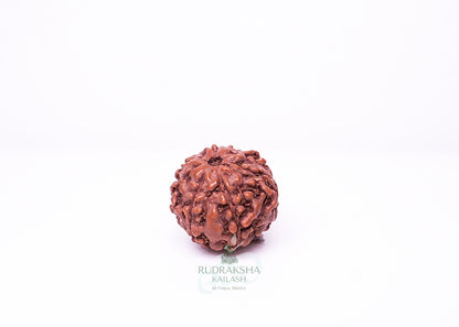7 Mukhi Indonesian Rudraksha - 0708