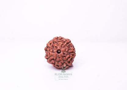 7 Mukhi Indonesian Rudraksha - 0709