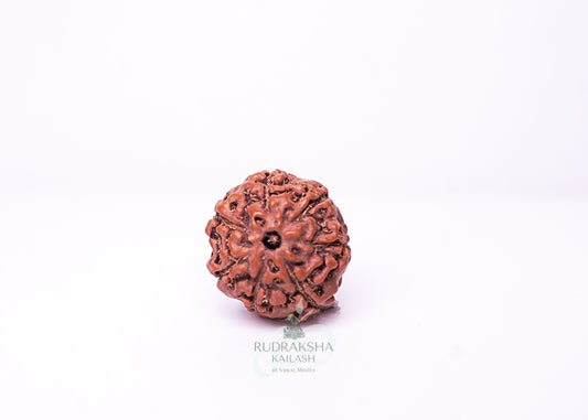 7 Mukhi Indonesian Rudraksha - 0709