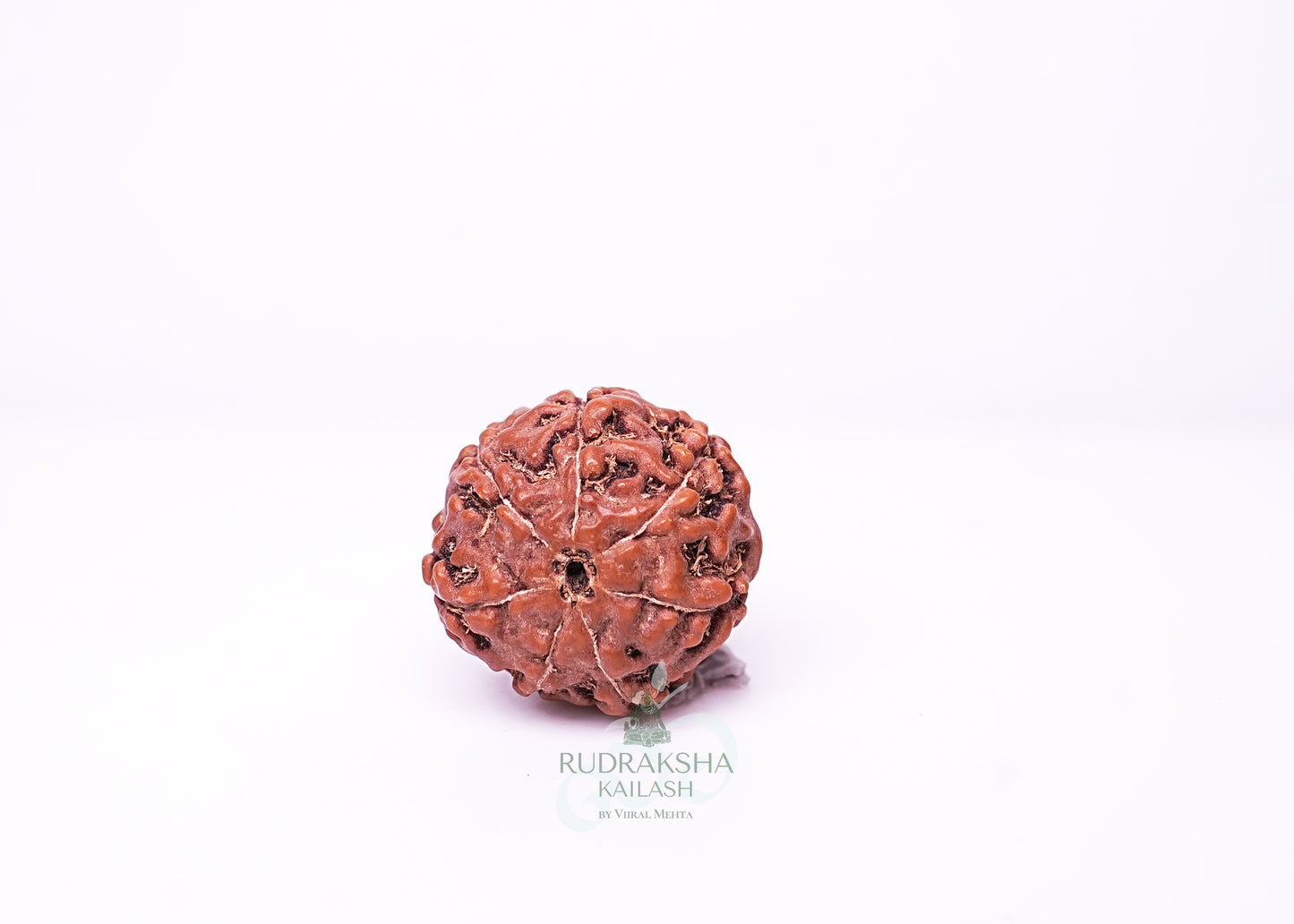 7 Mukhi Indonesian Rudraksha - 0709