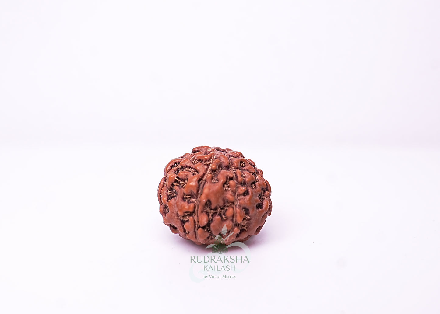 7 Mukhi Indonesian Rudraksha - 0709