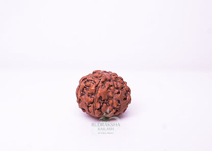 7 Mukhi Indonesian Rudraksha - 0709