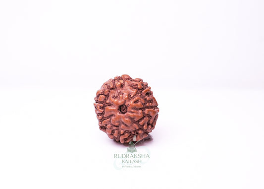 7 Mukhi Indonesian Rudraksha - 0710