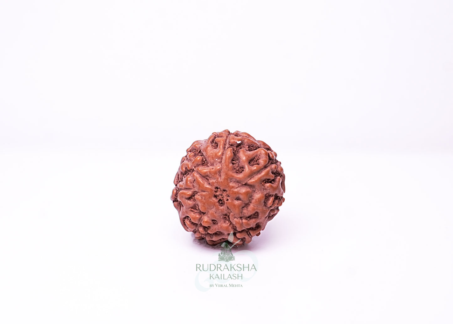 7 Mukhi Indonesian Rudraksha - 0710