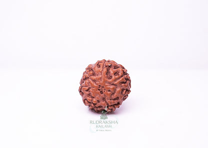 7 Mukhi Indonesian Rudraksha - 0710