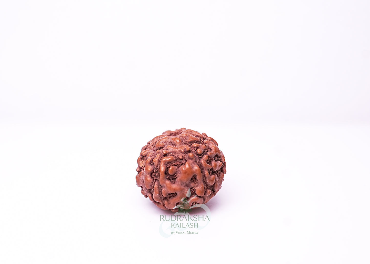7 Mukhi Indonesian Rudraksha - 0710
