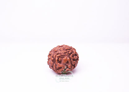7 Mukhi Indonesian Rudraksha - 0710