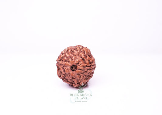 7 Mukhi Indonesian Rudraksha - 0711