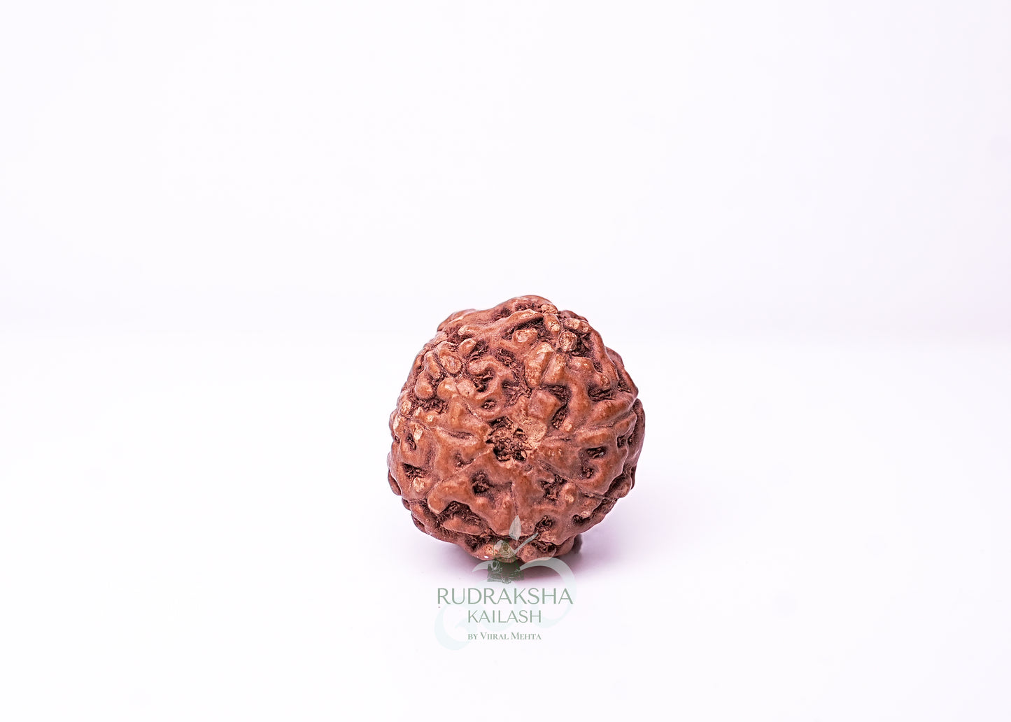 7 Mukhi Indonesian Rudraksha - 0711