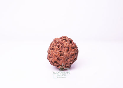 7 Mukhi Indonesian Rudraksha - 0711