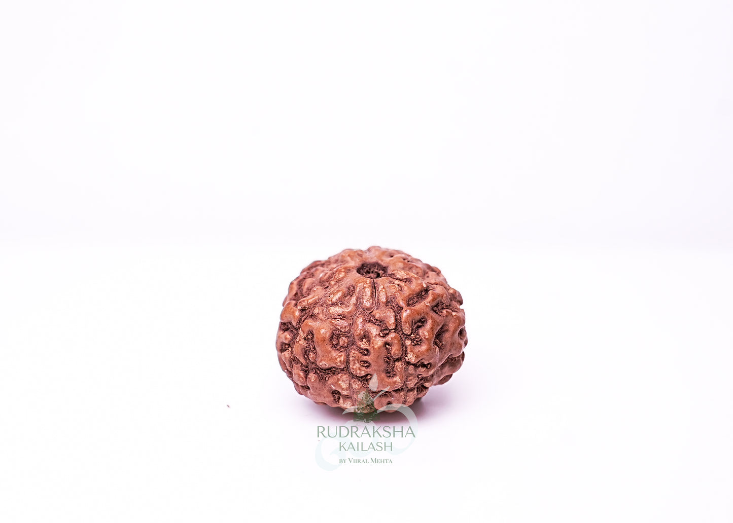 7 Mukhi Indonesian Rudraksha - 0711