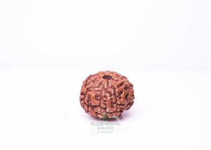 7 Mukhi Indonesian Rudraksha - 0711