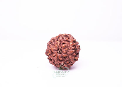 7 Mukhi Indonesian Rudraksha - 0712