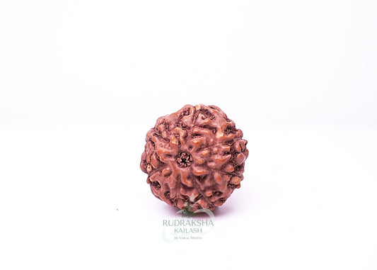 7 Mukhi Indonesian Rudraksha - 0712
