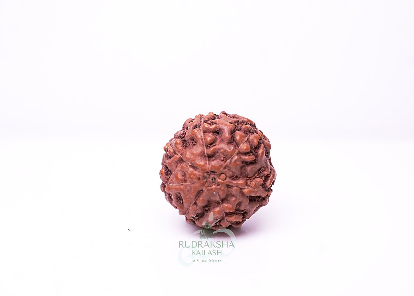 7 Mukhi Indonesian Rudraksha - 0712