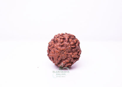 7 Mukhi Indonesian Rudraksha - 0712