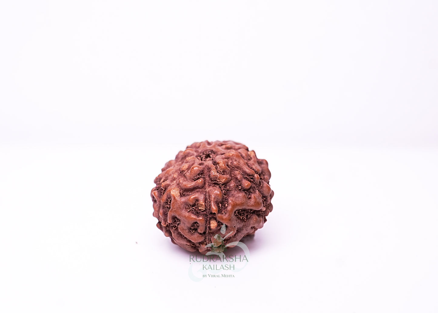 7 Mukhi Indonesian Rudraksha - 0712