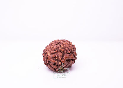 7 Mukhi Indonesian Rudraksha - 0712