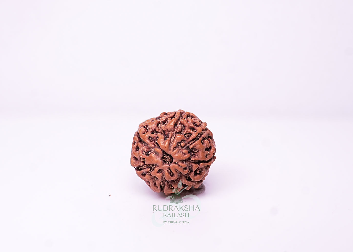 7 Mukhi Indonesian Rudraksha - 0713