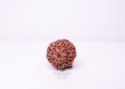 7 Mukhi Indonesian Rudraksha - 0713