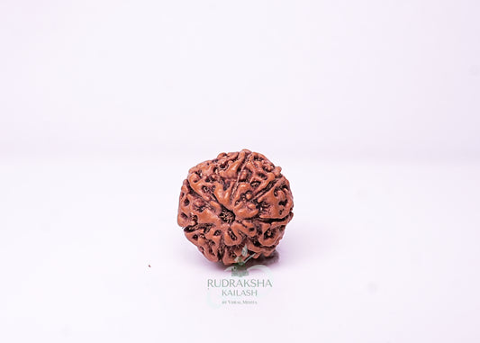 7 Mukhi Indonesian Rudraksha - 0713