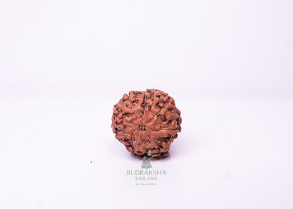 7 Mukhi Indonesian Rudraksha - 0713