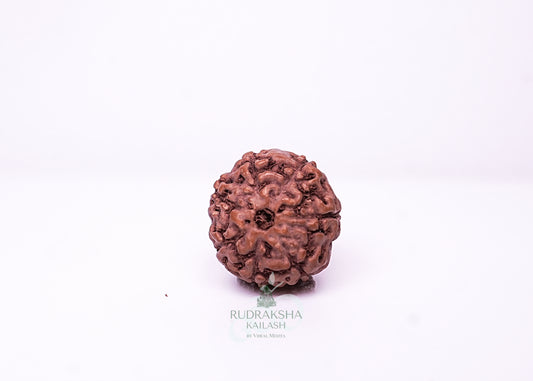 7 Mukhi Indonesian Rudraksha - 0714