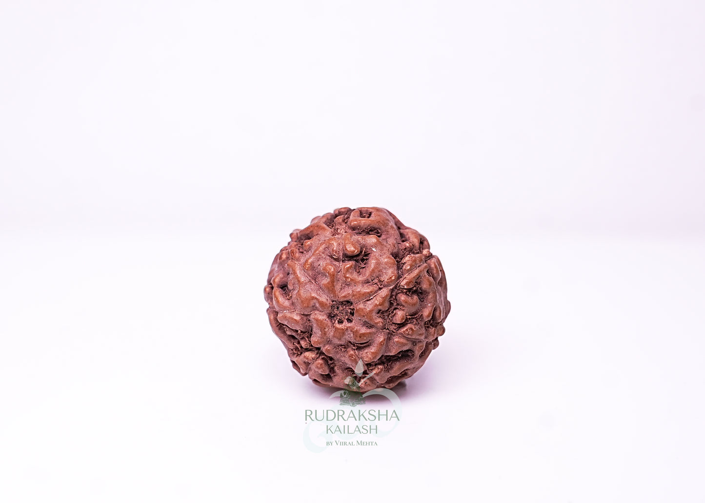 7 Mukhi Indonesian Rudraksha - 0714