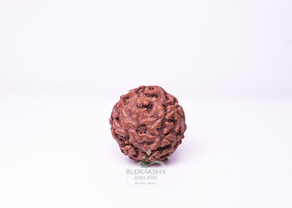 7 Mukhi Indonesian Rudraksha - 0714