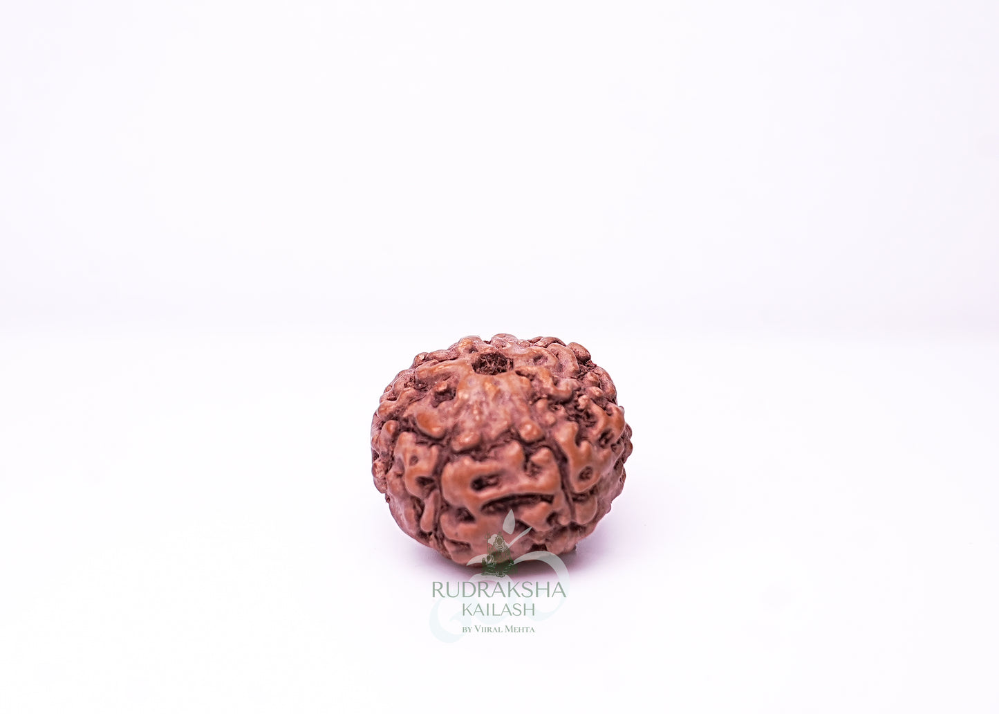 7 Mukhi Indonesian Rudraksha - 0714