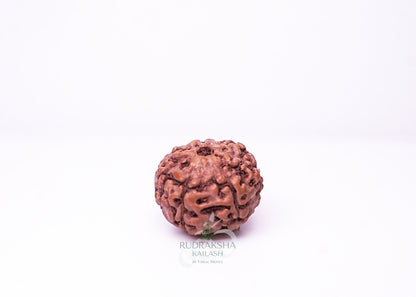 7 Mukhi Indonesian Rudraksha - 0714