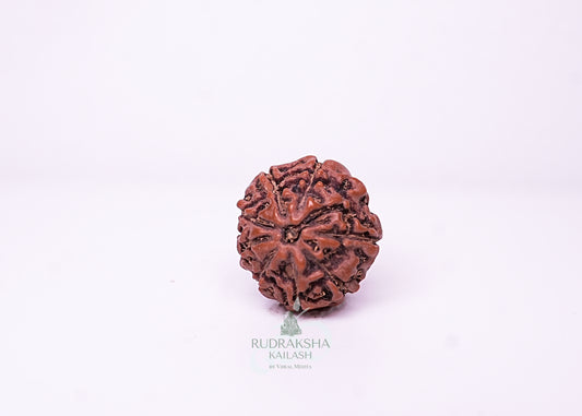 9 Mukhi Indonesian Rudraksha - 0901