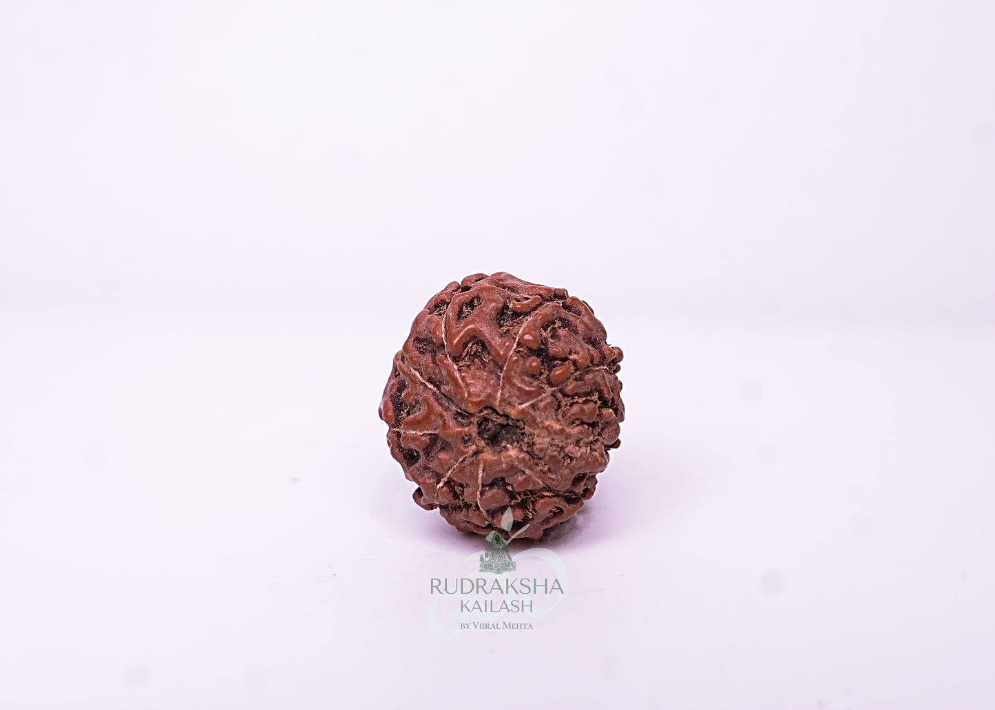 9 Mukhi Indonesian Rudraksha - 0901
