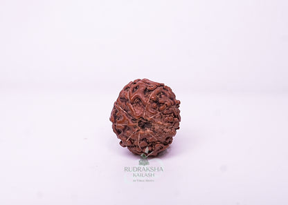 9 Mukhi Indonesian Rudraksha - 0901