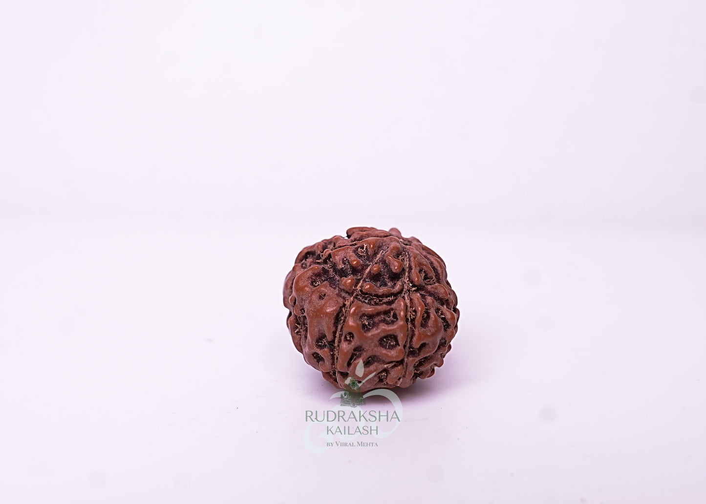9 Mukhi Indonesian Rudraksha - 0901