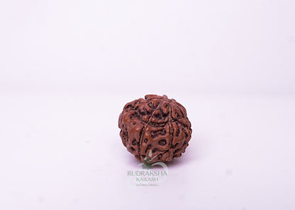 9 Mukhi Indonesian Rudraksha - 0901