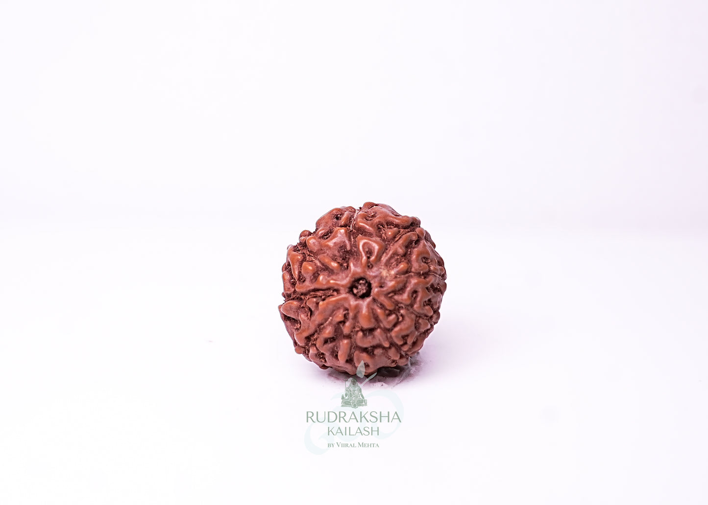 9 Mukhi Indonesian Rudraksha - 0902