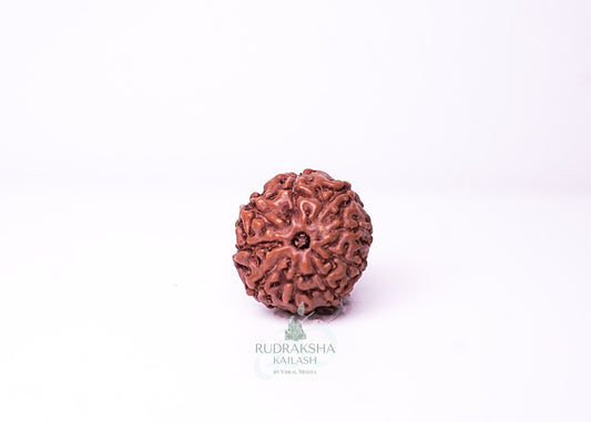 9 Mukhi Indonesian Rudraksha - 0902