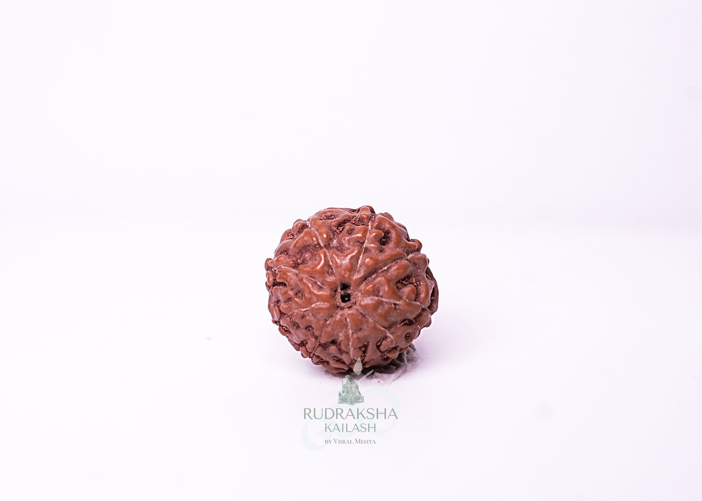 9 Mukhi Indonesian Rudraksha - 0902
