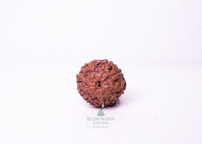 9 Mukhi Indonesian Rudraksha - 0902